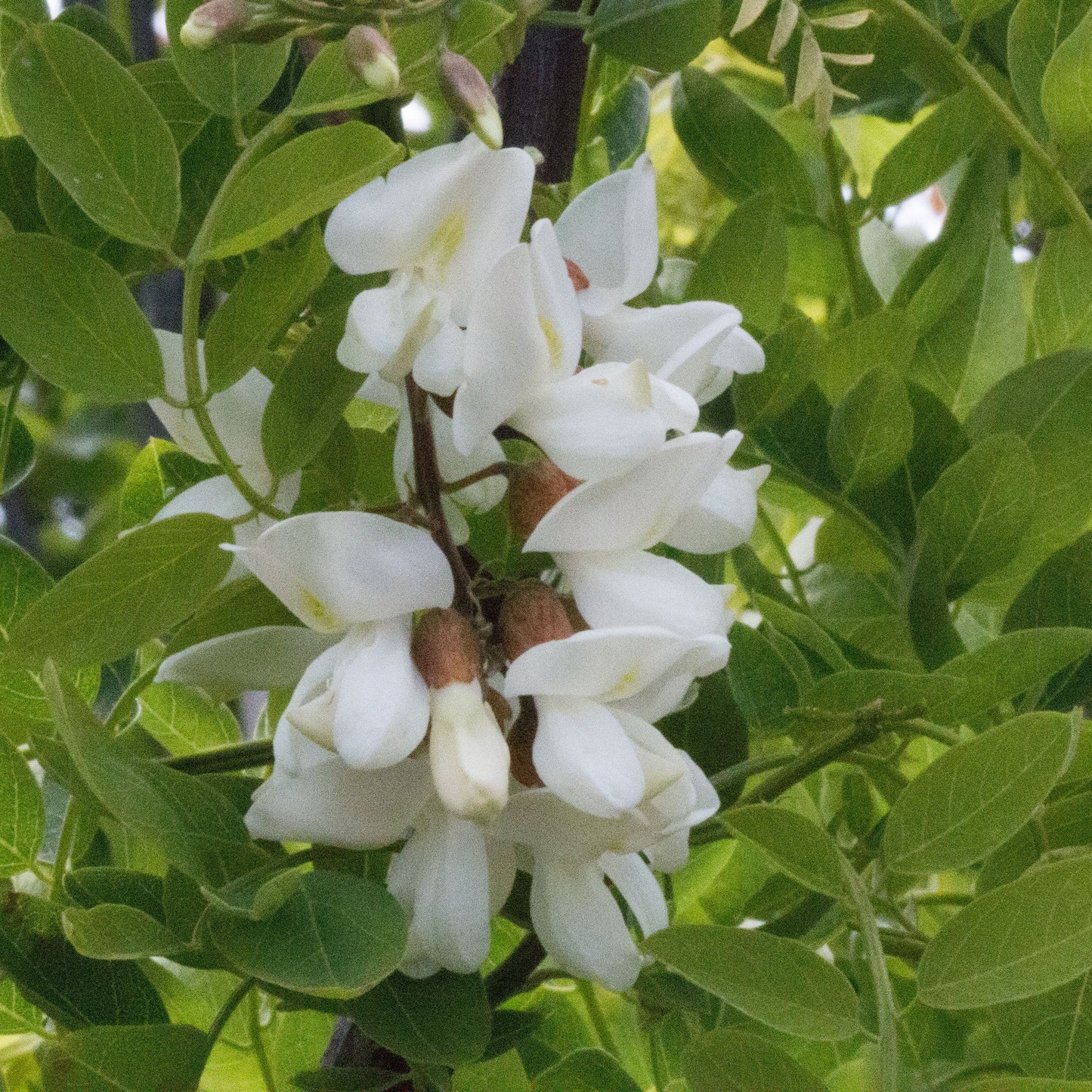 Clusters of fragrant white flowers adorn the twisted branches of a Robinia Tortuosa - Tortuosa Black Locust tree, set against a backdrop of green leaves.