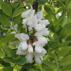 Robinia Tortuosa - Tortuosa Black Locust