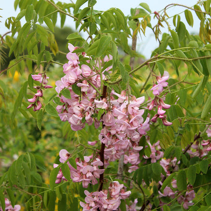 A branch of the Robinia hispida, commonly referred to as the Rose Acacia Tree, displays a cluster of rosy pink flowers complemented by vibrant green leaves.