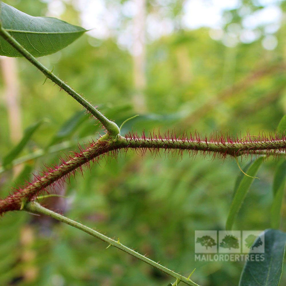 A close-up view of a Robinia hispida, also known as the Rose Acacia Tree, features a stem covered with reddish spines set against a backdrop of lush green leaves and foliage. A logo is positioned in the bottom right corner.