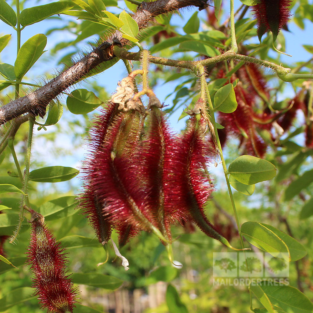 Close-up of a cluster of red, fuzzy pods hanging from a Robinia hispida - Rose Acacia Tree branch with green leaves in the background, reminiscent of the vibrant hues found in rosy pink flowers.