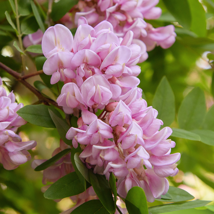 Close-up of a cluster of rosy pink flowers from the Robinia hispida - Rose Acacia Tree, with vibrant green leaves in the background.