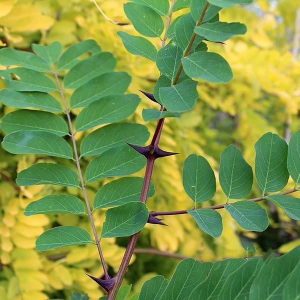 A branch with green leaves and several large thorns from the drought-tolerant Robinia pseudoacacia - Black Locust Tree stands out against a backdrop of yellow leaves.