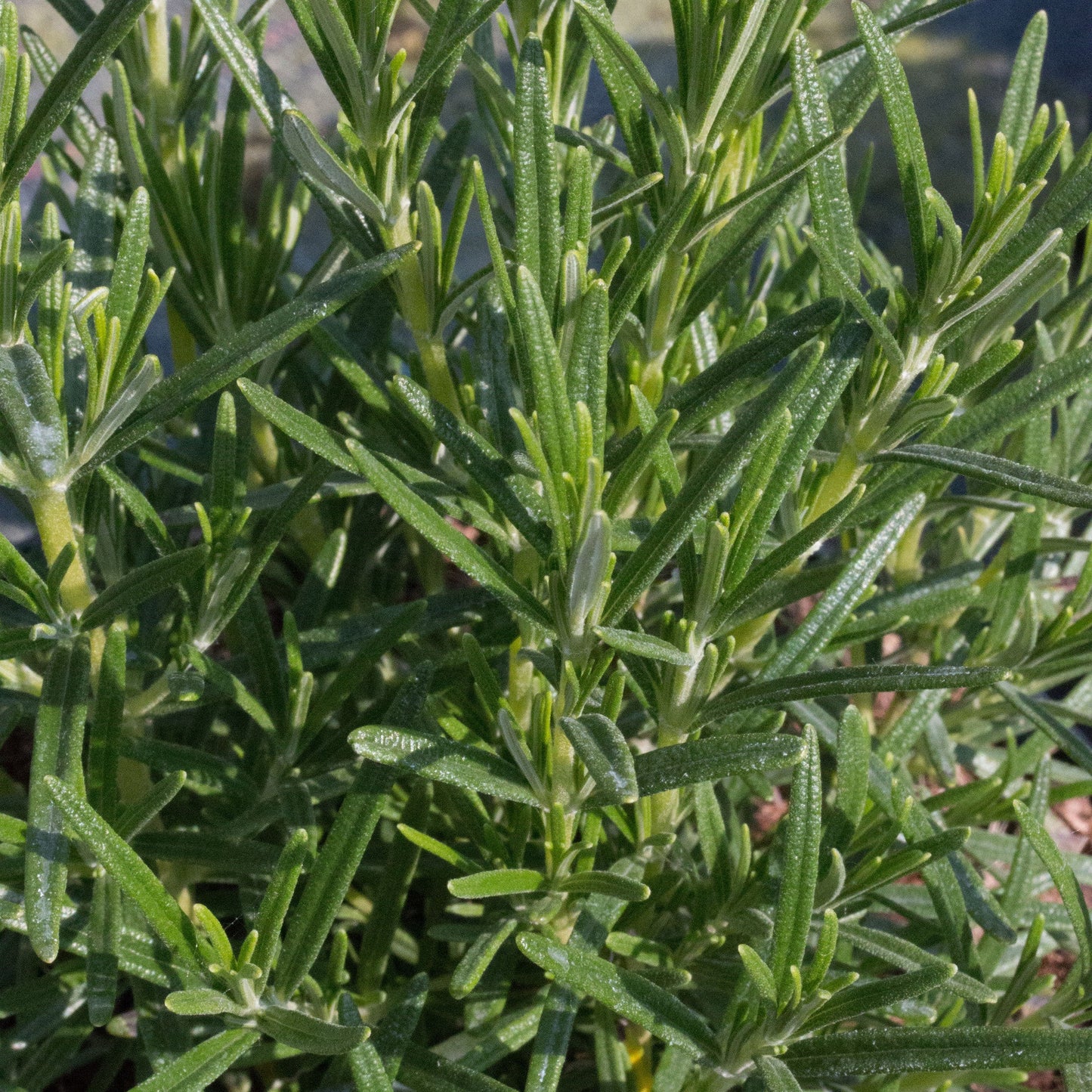 Close-up of a Rosemarinus Roseus - Pink Rosemary plant, highlighting its aromatic green leaves with textured appearance and tubular pink flowers.