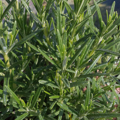 Rosemarinus Roseus - Pink Rosemary