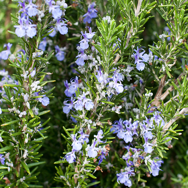 Close-up of Rosemarinus officinalis - Rosemary with aromatic leaves and small blue-purple flowers.