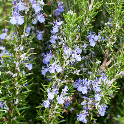 Close-up of Rosemarinus officinalis - Rosemary with aromatic leaves and small blue-purple flowers.