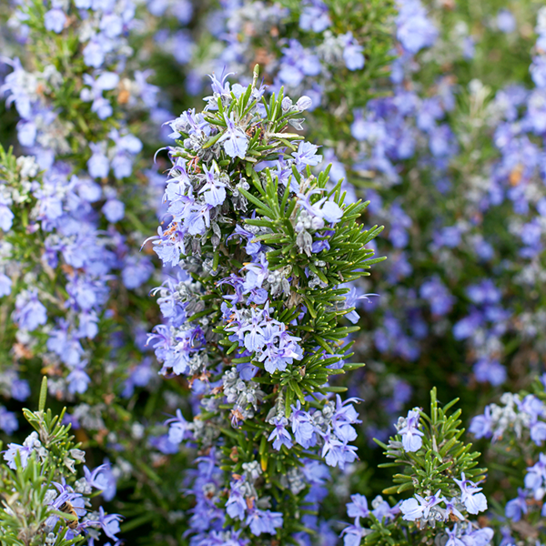 Close-up of Rosemarinus officinalis (Rosemary) with aromatic leaves, small purple-blue flowers, and green needle-like structures.