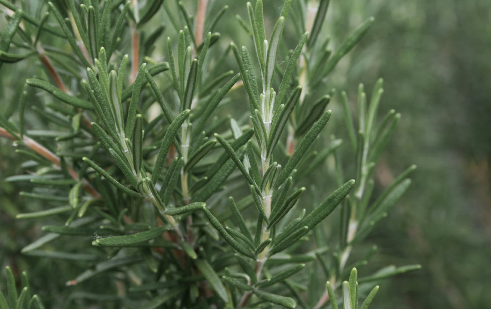 Close-up of green rosemary leaves with a soft, blurred background.