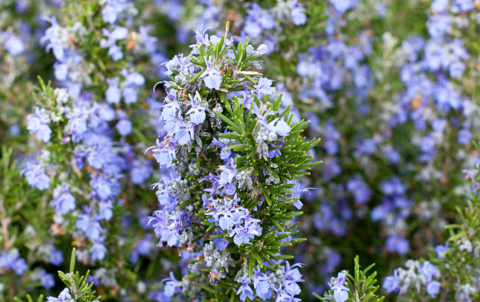 Close-up of a rosemary plant with clusters of small, light purple flowers and needle-like green leaves.