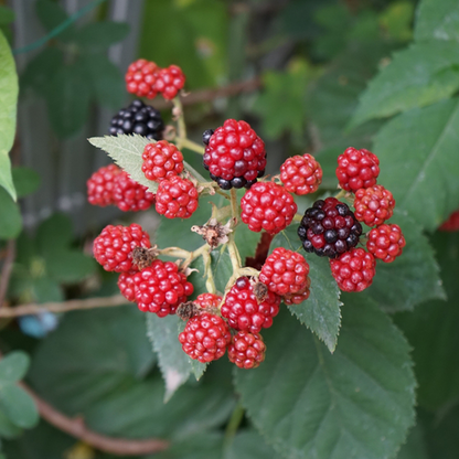 Clusters of ripe and unripe berries adorn the green leaves of a bush, showcasing the Rubus Black Satin - Blackberry Black Satin, a thornless variety that makes fruit picking effortless.