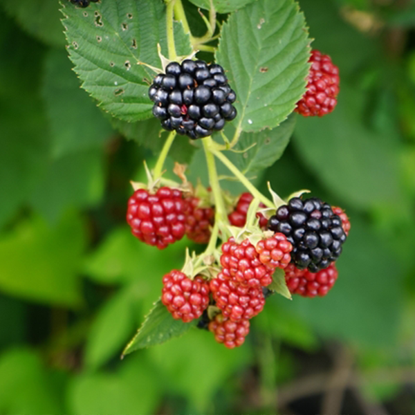 Close-up of ripening blackberries on a vine, showcasing the Rubus Black Satin - Blackberry Black Satin variety. Some berries are red while others turn deep black, all nestled amid lush green leaves. It's nearly fruit picking time for this thornless delight, perfect for those who love berry-hunting without the prickles.