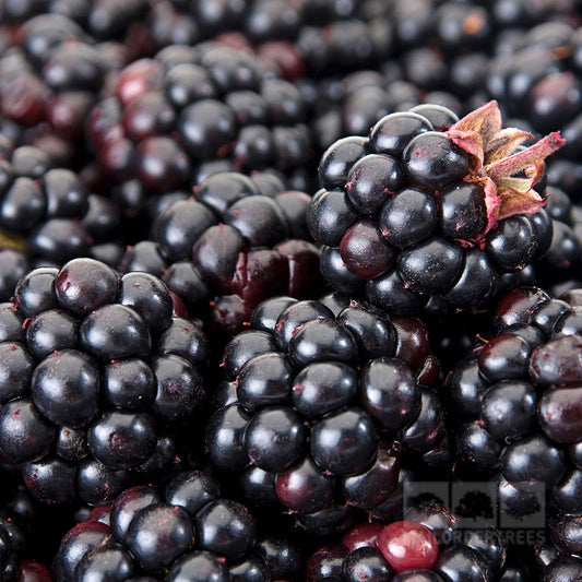 Close-up of Rubus Himalayan Giant - Blackberry Himalayan Giant, highlighting its large fruits with a slight glossy sheen.