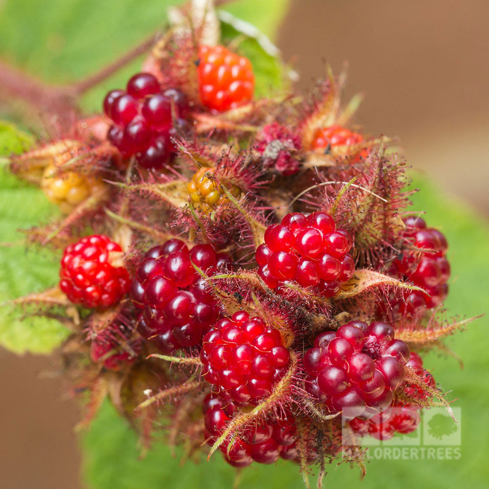 Close-up of ripe and unripe Wineberries on a stem with green leaves, showcasing their sweet-tasting berries on this self-fertile Rubus Japanese plant.