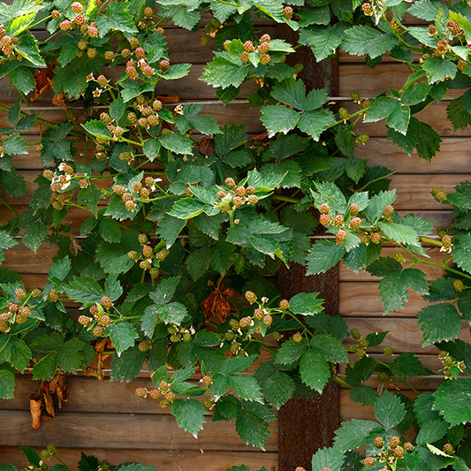 The Rubus Loch Ness - Blackberry Loch Ness, a thornless plant, showcases green leaves and small, unripe blackberries climbing along a wooden fence. This charming plant promises to produce well-coloured fruits as it matures.