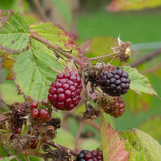 A close-up view of the ripening Rubus Merton Thornless - Blackberry Merton Thornless on a branch, set against a backdrop of green leaves. Some berries display a red hue, while others are fully dark and ripe, indicating the promise of flavoursome fruit.