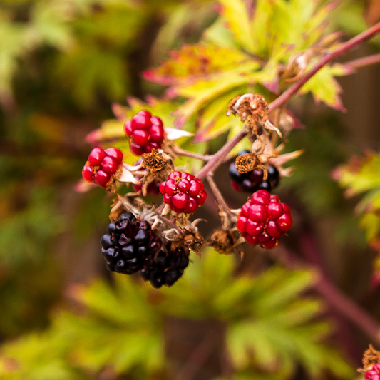 Close-up of a cluster of ripening Rubus Thornless Evergreen blackberries on a branch, showcasing the resilient Blackberry Evergreen variety. Some berries are red while others have turned black, all against a backdrop of green leaves that promise bountiful yields.