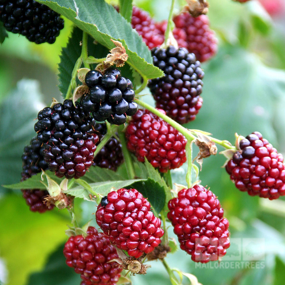 Clusters of ripe, dark wine-coloured Rubus ursinus x idaeus - Boysenberry Thornless berries on a leafy branch, ideal for creating boysenberry jams, preserves, and syrups.