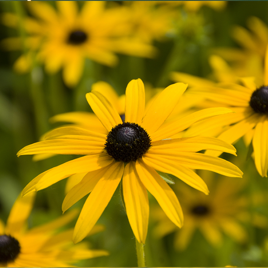 Rudbeckia fulgida 'Deamii'