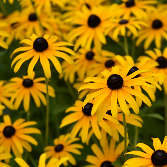 Rudbeckia fulgida 'Deamii'