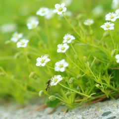 Sagina subulata