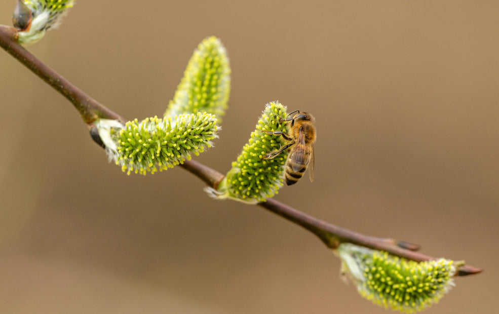 Wildlife-Friendly and Beautiful All Year.