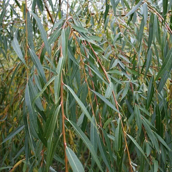 Close-up of green, slender leaves gracefully cascading downward from a Salix Chrysocoma - Golden Weeping Willow Tree, an elegant ornamental tree.