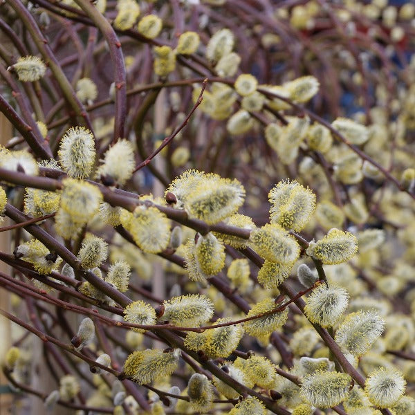 Close-up of the Salix Curly Locks - Pussy Willow Tree, featuring its contorted branches adorned with yellow catkins in bloom, highlighting their fuzzy textures and dense clustering.