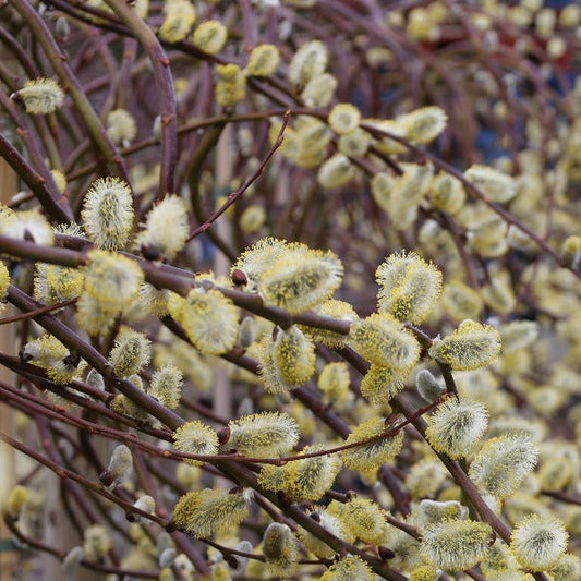 Salix Curly Locks - Pussy Willow Tree