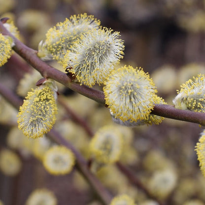 A close-up of the Salix Curly Locks - Pussy Willow Tree reveals its distinctive contorted branches adorned with fluffy yellow and white catkins.