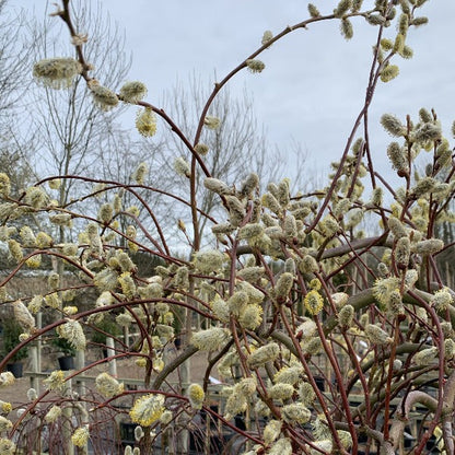 The distinctive catkins of the Salix Curly Locks Pussy Willow Tree reach towards a cloudy sky.