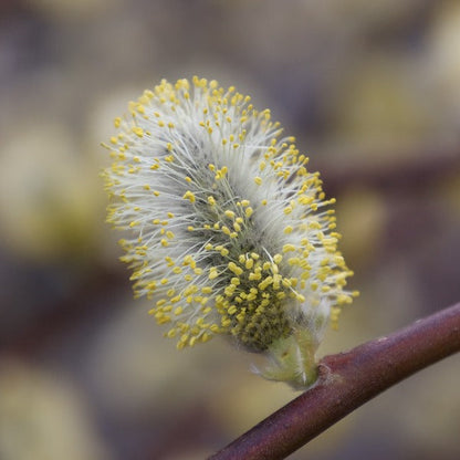 Close-up of a Salix Curly Locks' catkin, featuring fluffy white fibres and yellow pollen, resting on the twisted branches of the Pussy Willow Tree.