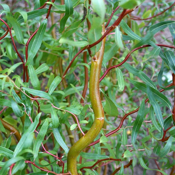 The Salix Erythroflexuosa, also known as the Golden Twisted Willow Tree, is an ornamental tree featuring tortuous stems and twisting branches adorned with slender green leaves.