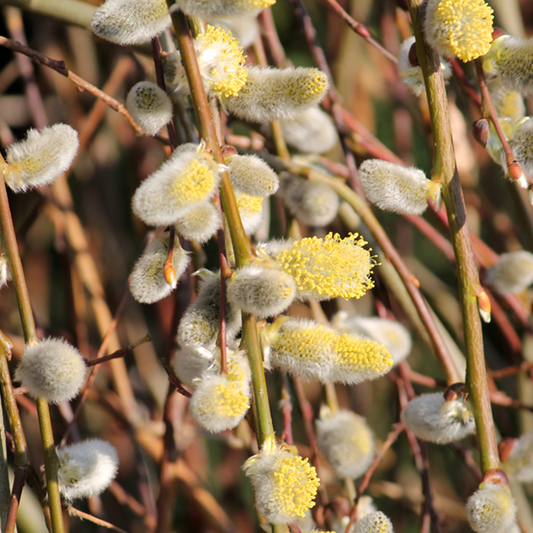 A close-up view of the Salix Pendula - Dwarf Kilmarnock Willow Tree showcases its willow branches adorned with fuzzy, golden male catkins, gently swaying under the sun's warmth and reminiscent of a graceful weeping tree.