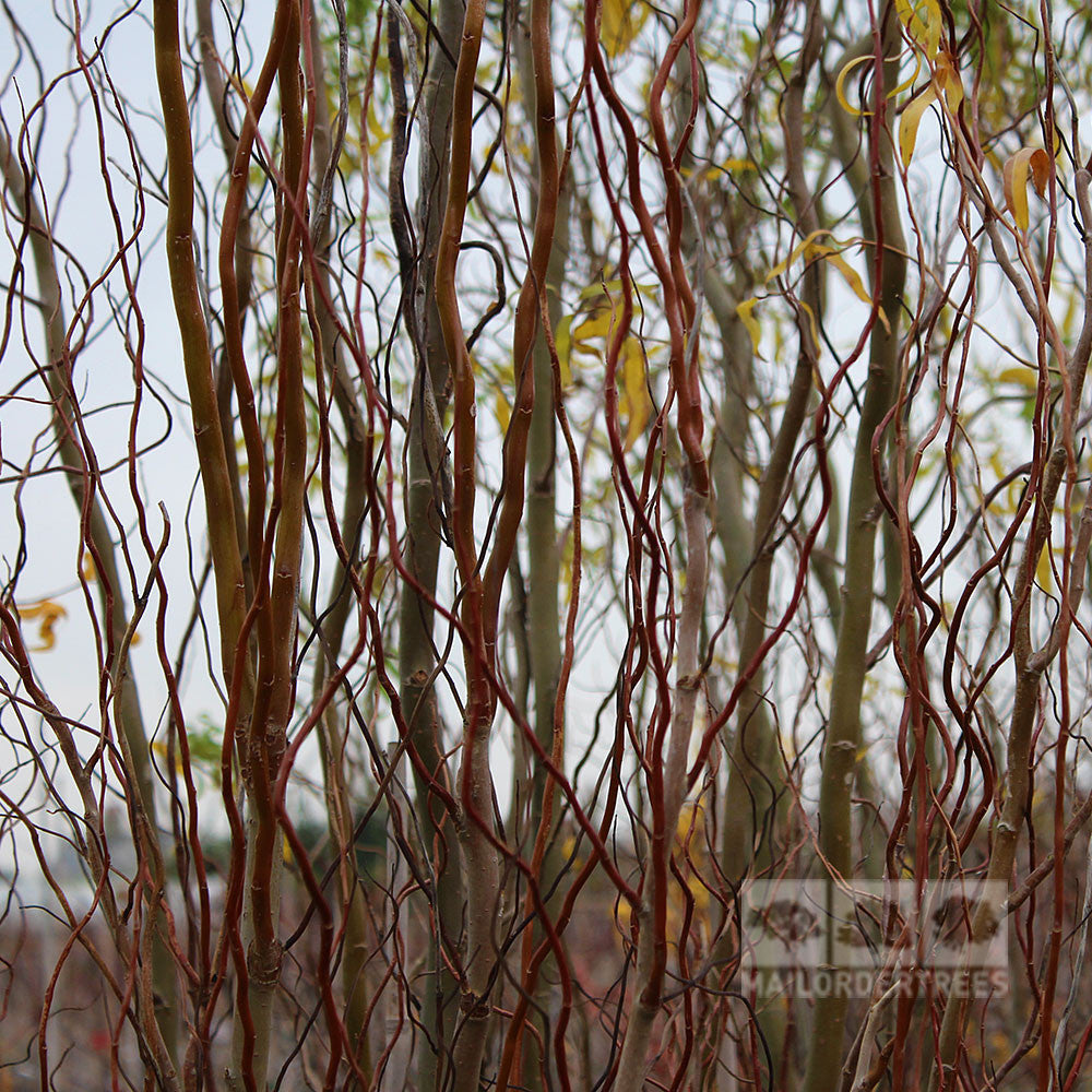 A close-up view of the twisted branches of a Salix Tortuosa - Corkscrew, also known as Dragon's Claw Willow, with sparse yellow-green leaves set against a light sky backdrop.