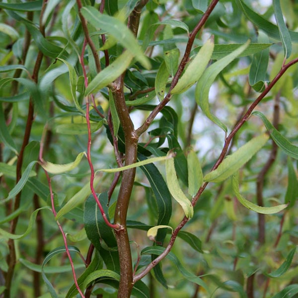 Close-up of a Salix Tortuosa - Corkscrew - Dragons Claw Willow highlighting its twisted, slender green leaves and contorted brown branches.