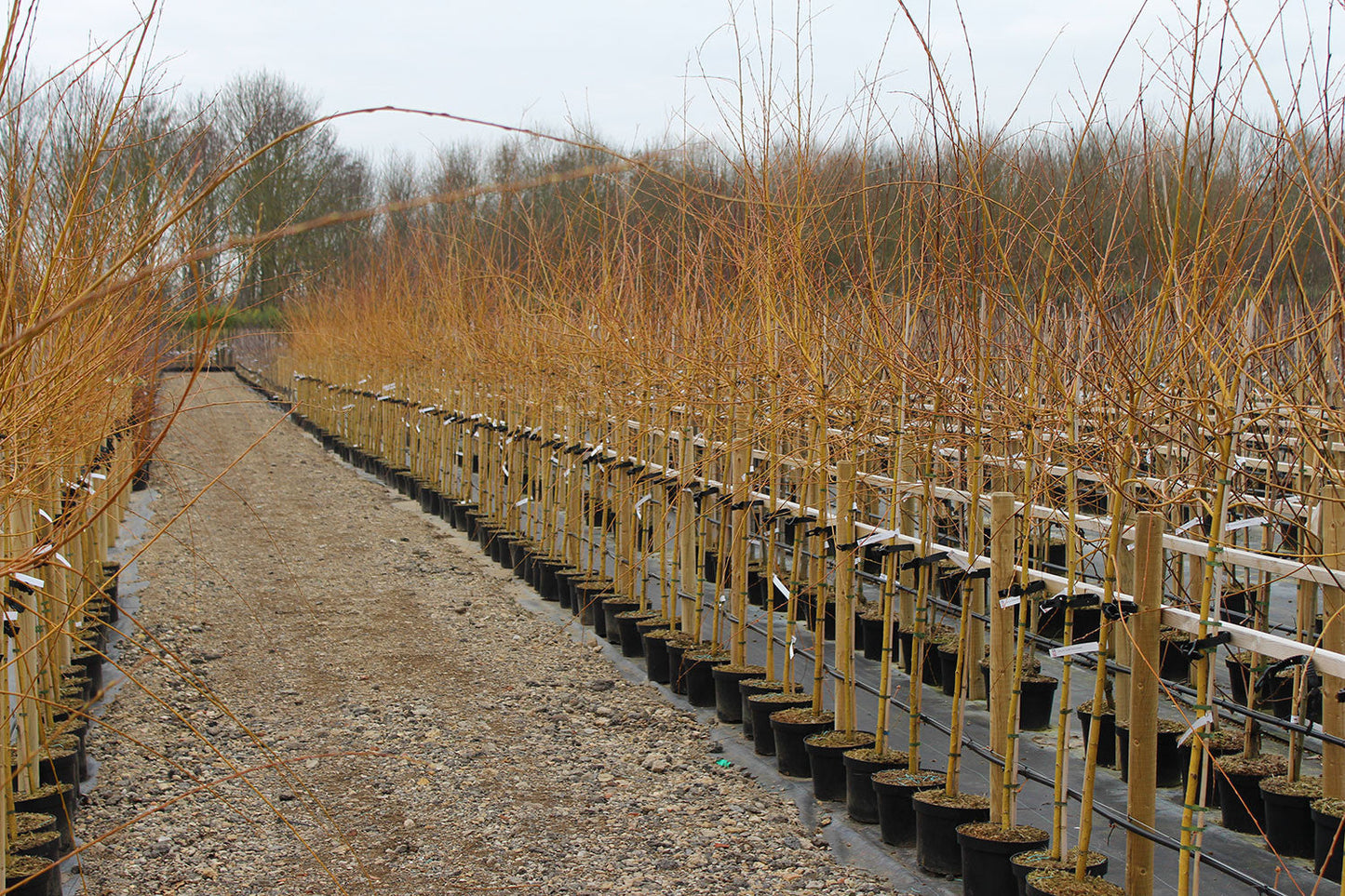 Rows of young Salix alba Chermesina - Scarlet Willow Trees in pots are lined up on either side of a gravel path in the nursery, offering vibrant winter interest.