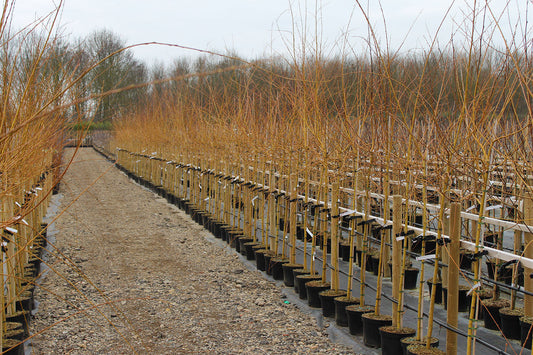 Salix alba Chermesina - Scarlet Willow Tree