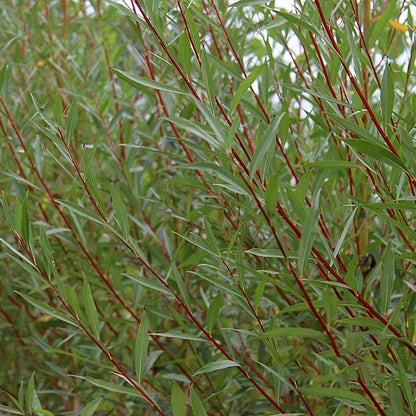 Close-up of vibrant green leaves and elegant red stems of a Salix alba Chermesina - Scarlet Willow Tree, highlighting its winter appeal.