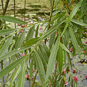 Close-up of slender, silky-haired leaves of the Salix alba - White Willow Tree hanging from branches, with a pond and pink flowers in the background.