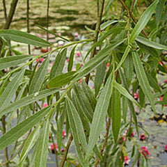 Salix alba - White Willow Tree