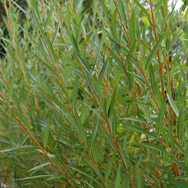 Close-up of Salix alba vitellina branches showcasing green, slender leaves and subtle golden stems.