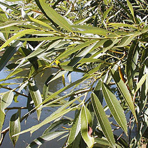 Close-up of Salix fragilis, also known as Crack Willow Tree, branches adorned with narrow, elongated green leaves against a serene water background.