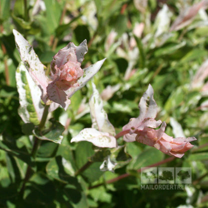 Close-up of the light pink and white variegated foliage of a Salix integra 'Hakuro Nishiki' - Flamingo Tree, set against a lush green background.