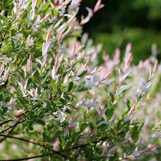 Salix integra 'Hakuro Nishiki' - Flamingo Tree