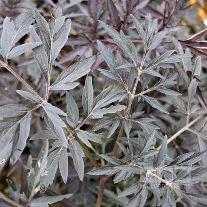 Dense clusters of dark green and purplish serrated leaves grace the Sambucus Black Lace - Black Elders multiple stems, accompanied by blackish-red berries among the foliage.