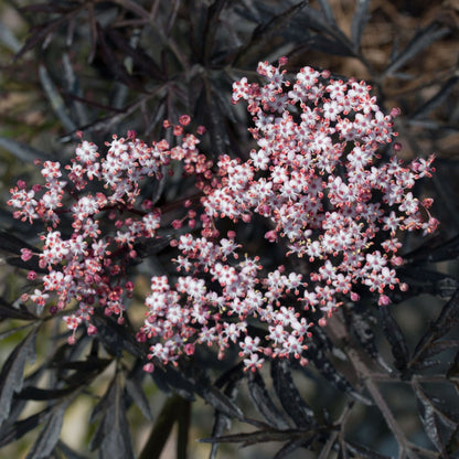 Close-up of small pink and white flower clusters nestled amid dark, fern-like foliage, characteristic of the Sambucus Black Lace - Black Elder.