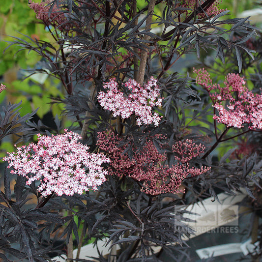 The Sambucus Black Lace - Black Elder features striking pink elderberry flowers contrasting with dark purple, finely cut leaves and is known for its blackish-red berries nestled in lush black foliage.