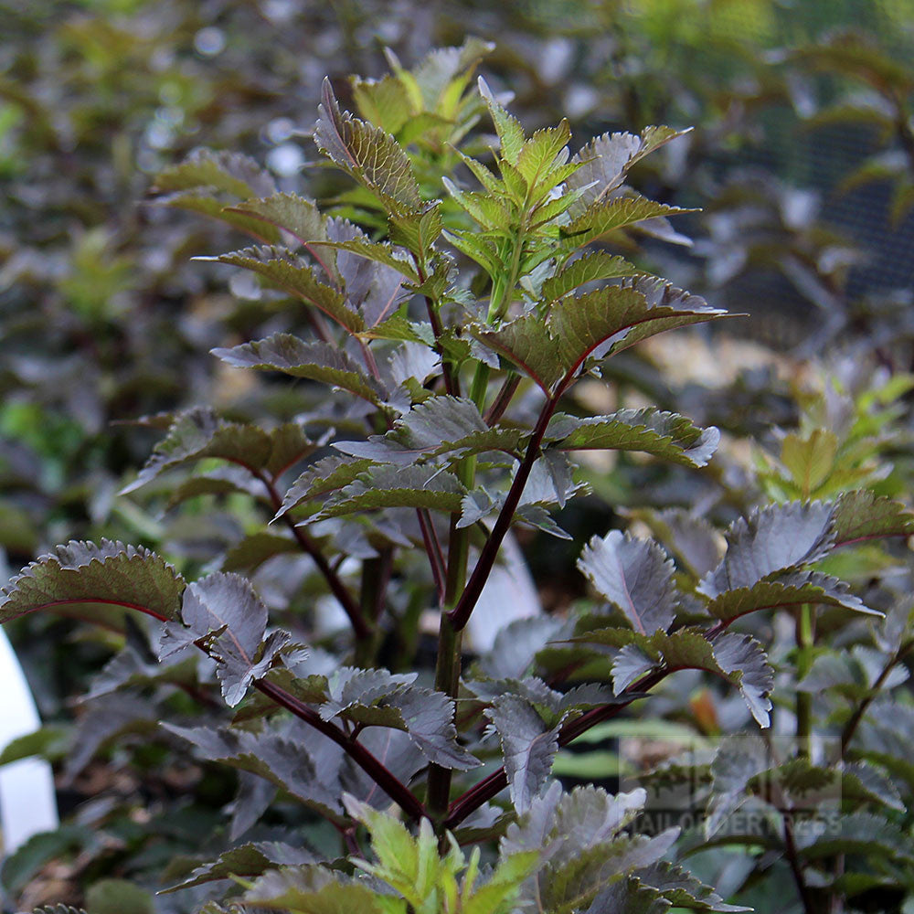 Close-up of a leafy Sambucus Black Tower - Upright Purple Elder with dark green and reddish leaves. The plant features multiple stems and is surrounded by similar plants in the background.