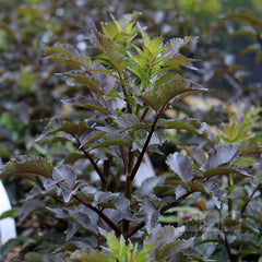 Sambucus Black Tower - Upright Purple Elder